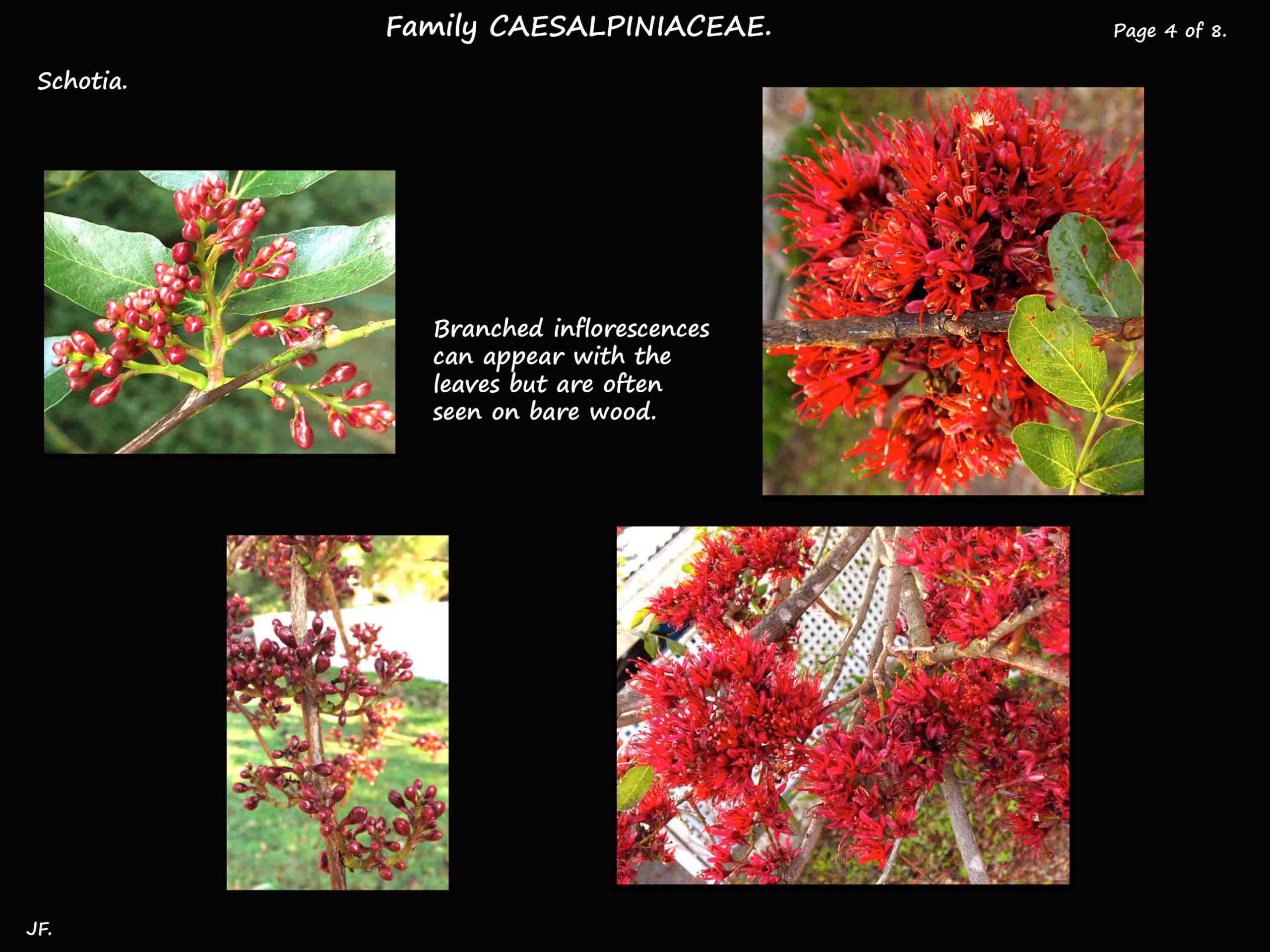 4 Schotia inflorescences